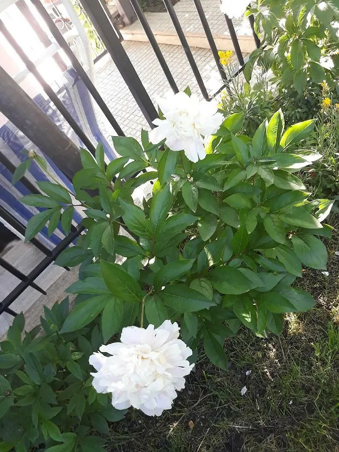 דירות Serre Di Rapolano El Giardino Delle Rose.....